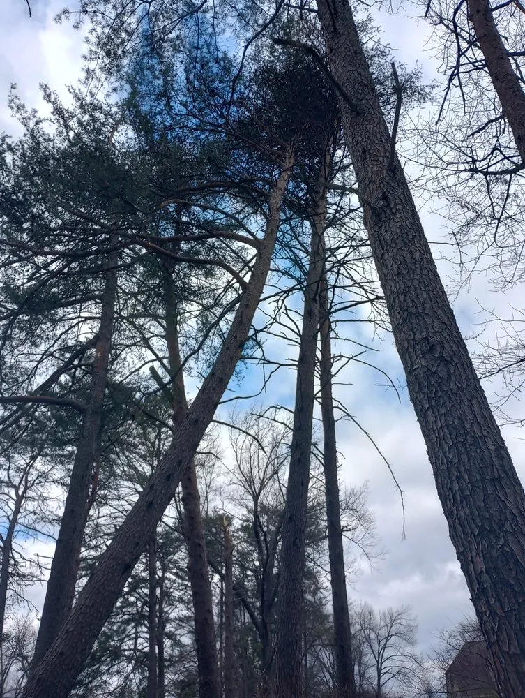 Affordable yard maintenance in Radcliff, KY by Eddie's Tree Service & Landscaping