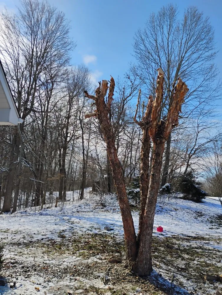 Professional lawn care service in Radcliff, KY - Eddie's Tree Service & Landscaping