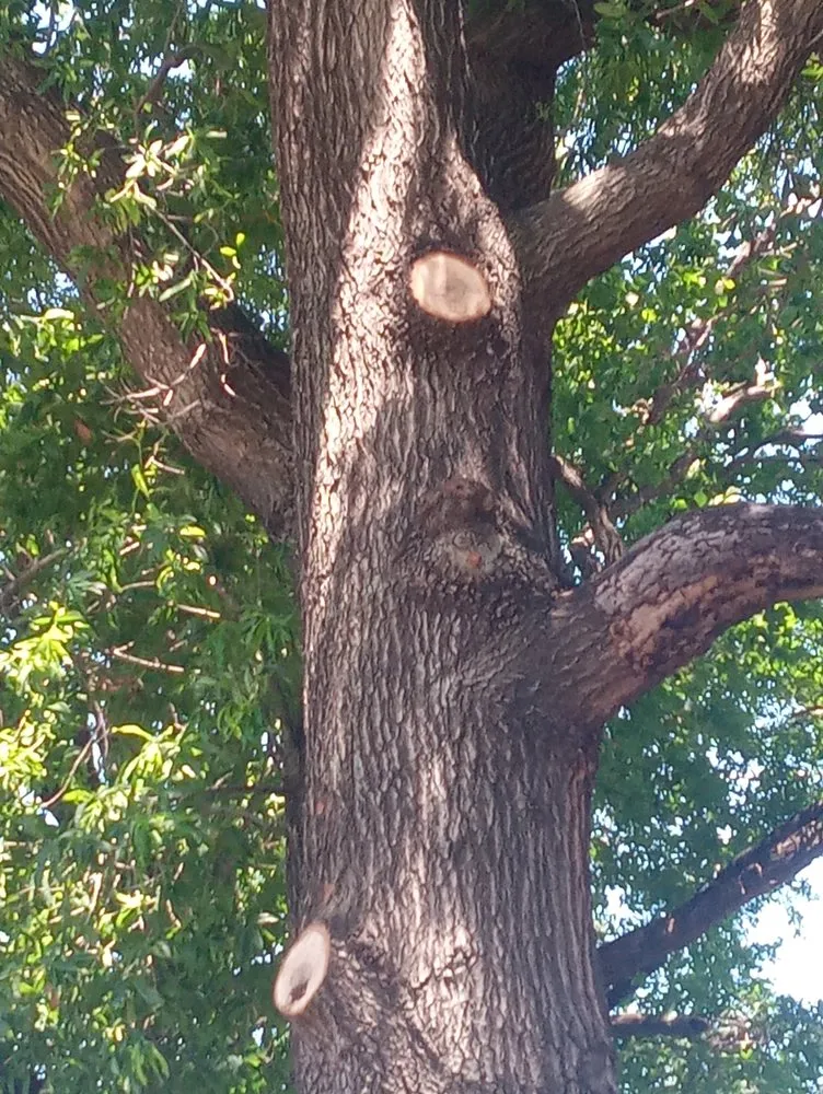 Expert landscape installation in Houston, TX - Eddie's Tree Service And Landscaping