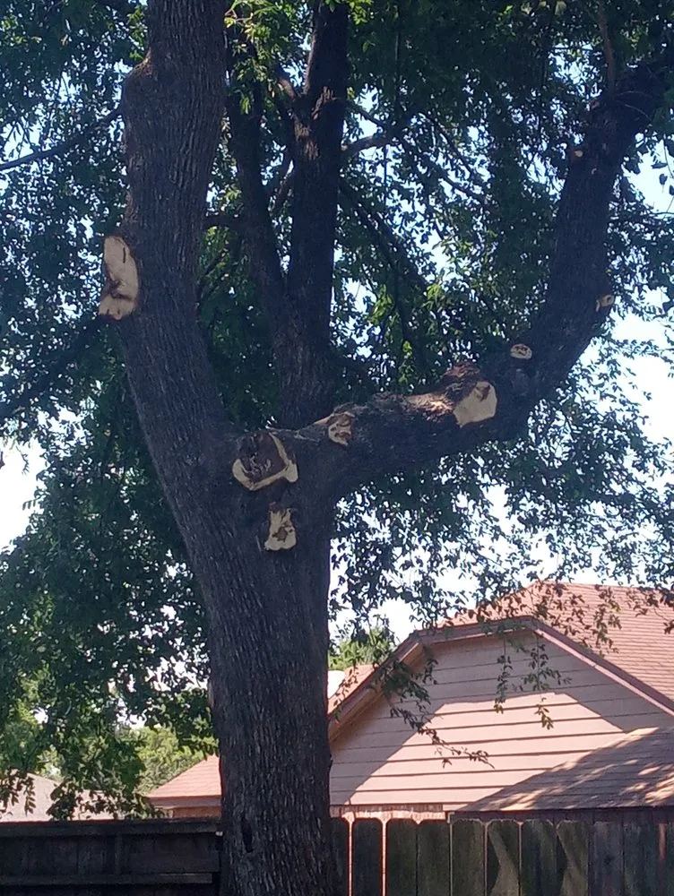 Top-rated lawn care service for beautiful yards in Houston, TX by Eddie's Tree Service And Landscaping