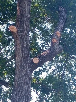 Eddie's Tree Service And Landscaping Logo