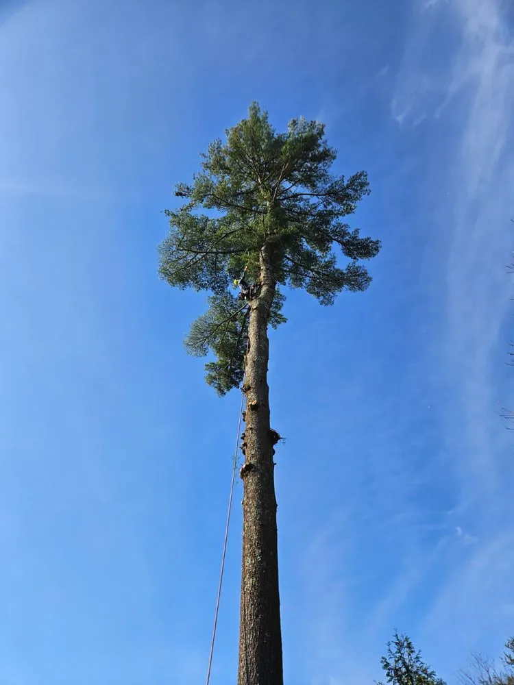 Top-rated yard maintenance for residential properties in Yarmouth, MA by Eddy Services