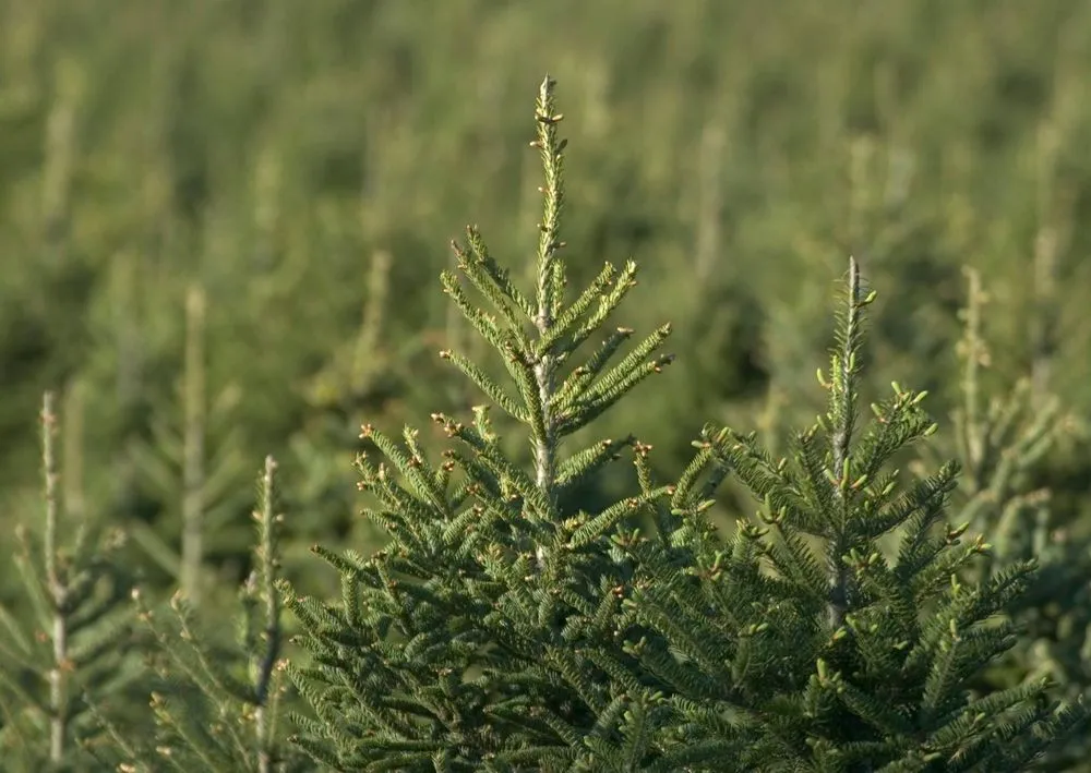 Top-rated landscape design for beautiful yards across Johnstown, OH - Eddybrook Tree Farm & Landscaping