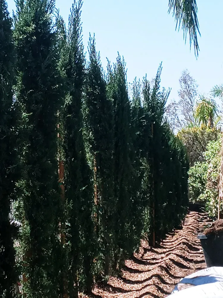 Affordable yard maintenance in Chino, CA by Eddy's Landscaping