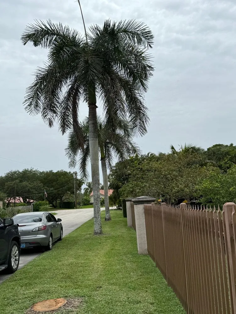 Local landscape installation experts serving Hollywood, FL - Eddy’s Tree And Lanscaping Services