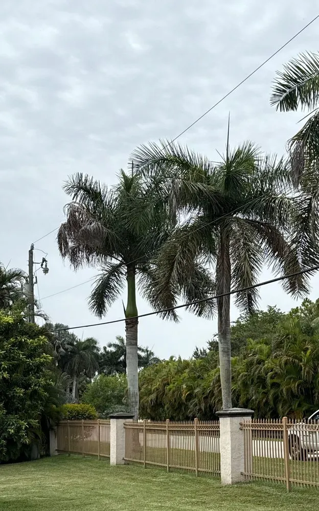 Reliable lawn mowing service in Hollywood, FL - Eddy’s Tree And Lanscaping Services