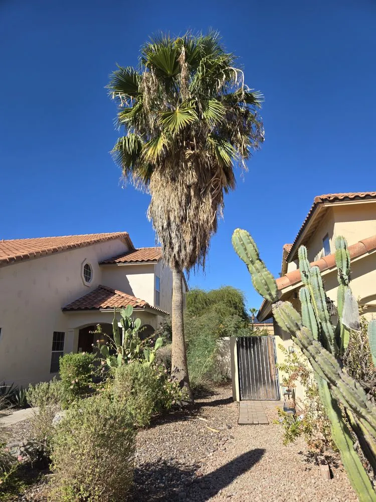 Trusted landscape installation for year-round maintenance in Phoenix, AZ by Eddy’z Landscaping