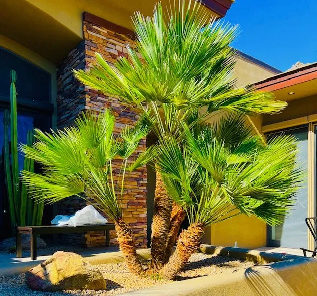 Trusted yard cleanup service in Phoenix, AZ by Eddy’z Landscaping