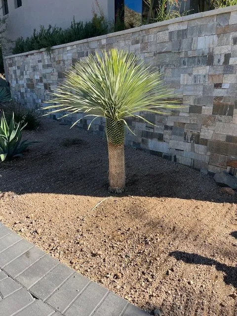 Affordable lawn mowing service for beautiful yards across Phoenix, AZ - Eddy’z Landscaping