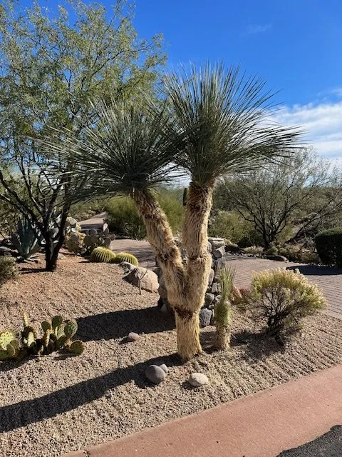 Trusted residential landscaping in Phoenix, AZ by Eddy’z Landscaping