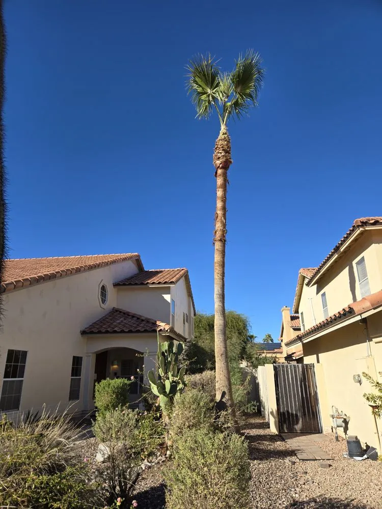 Trusted landscape installation for beautiful yards across Phoenix, AZ - Eddy’z Landscaping