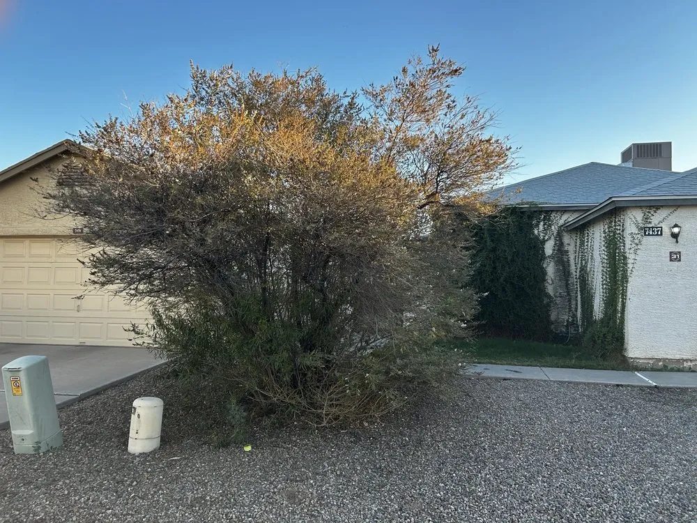 Trusted lawn care service near you in Phoenix, AZ by Eddy’z Landscaping