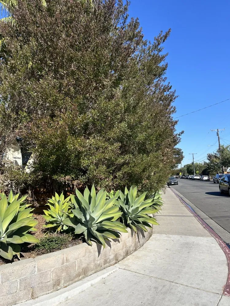 Local landscape installation experts serving Huntington Beach, CA - Edel's Landscaping & Maintenance
