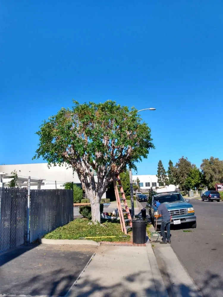 Trusted yard maintenance near you across Huntington Beach, CA - Edel's Landscaping & Maintenance