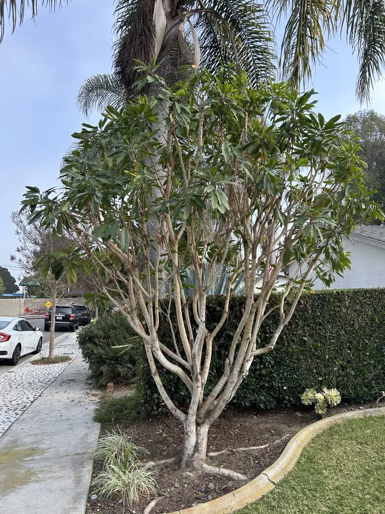 Affordable yard maintenance for outdoor upgrades in Huntington Beach, CA by Edel's Landscaping & Maintenance