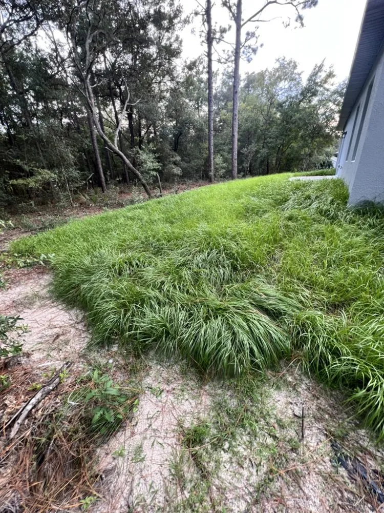 Professional landscape installation in Citrus Springs, FL - Eden Exteriors