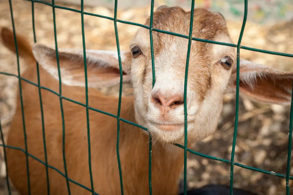 Affordable landscape design in Stamford, CT - Eden Farms Nursery & Garden Center