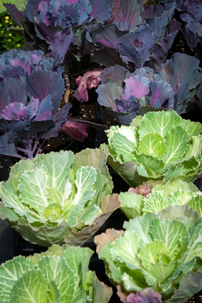 Custom landscaping services for homes in Stamford, CT by Eden Farms Nursery & Garden Center