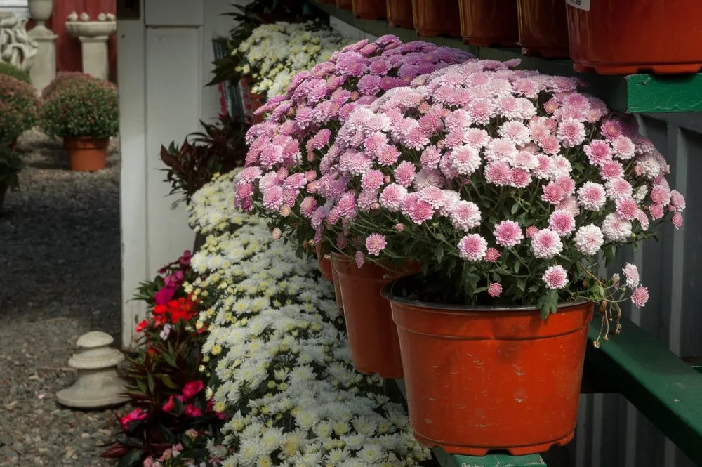 Trusted residential landscaping for year-round maintenance across Stamford, CT - Eden Farms Nursery & Garden Center