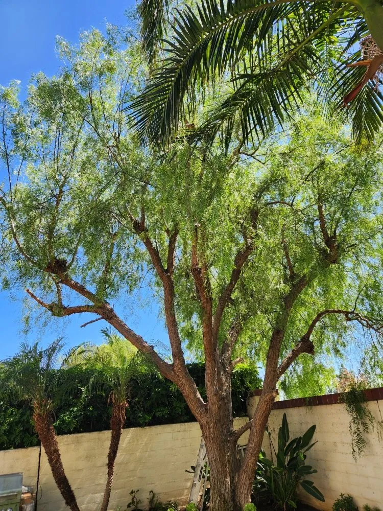 Top-rated residential landscaping in Orange, CA by Eden Gardening