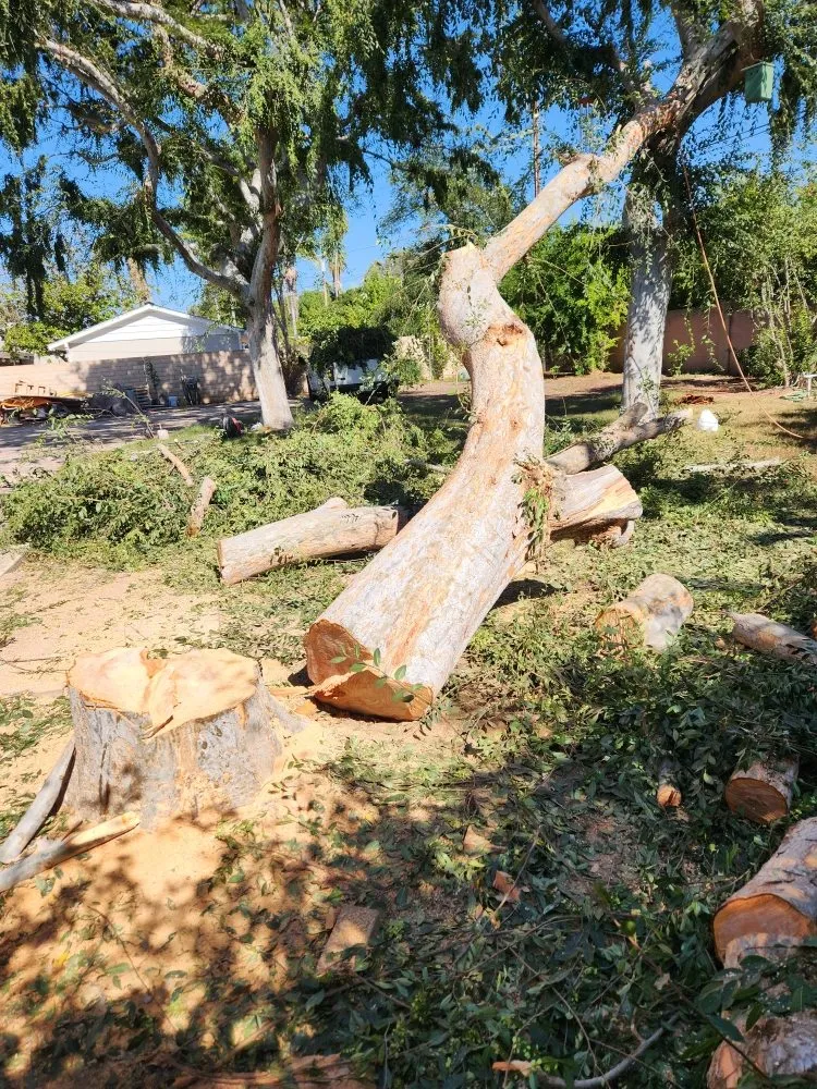 Affordable outdoor landscaping in Orange, CA - Eden Gardening