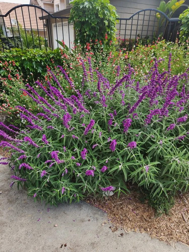 Reliable lawn mowing service in Orange, CA by Eden Gardening