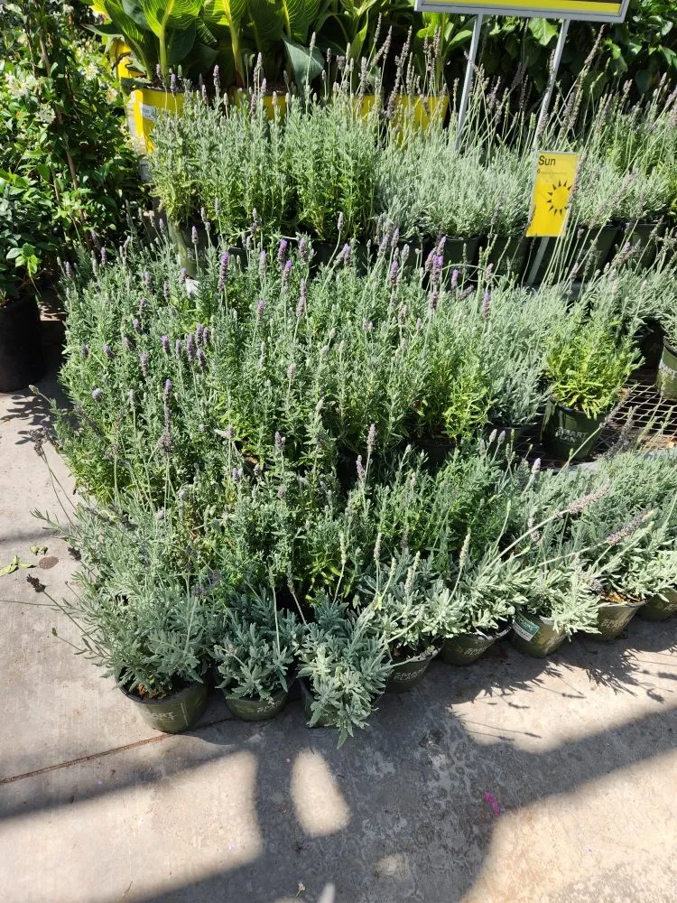 Local landscape design for beautiful yards across Orange, CA - Eden Gardening