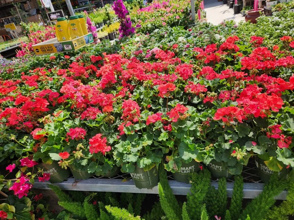 Expert garden landscaping in Orange, CA by Eden Gardening