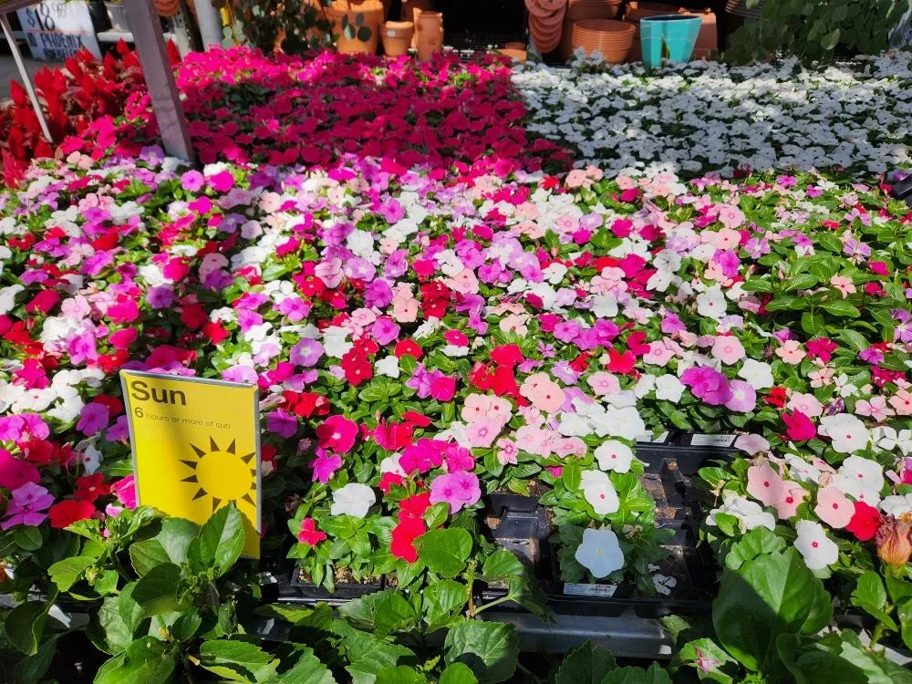 Top-rated lawn mowing service with custom design across Orange, CA - Eden Gardening