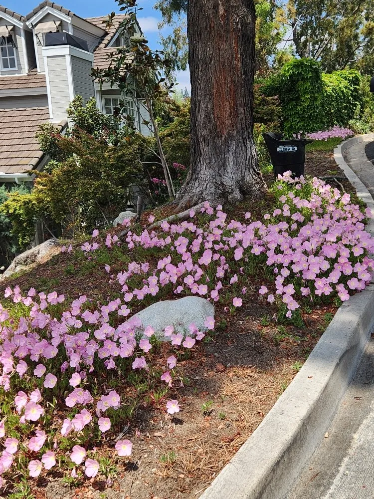 Top-rated landscaping services in Orange, CA by Eden Gardening