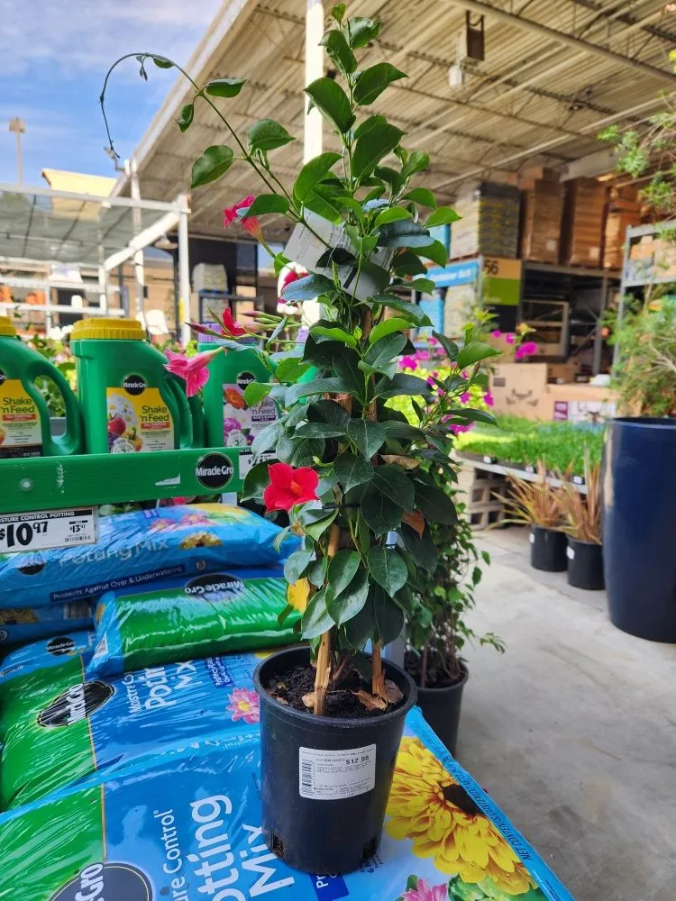 Reliable residential landscaping in Orange, CA - Eden Gardening