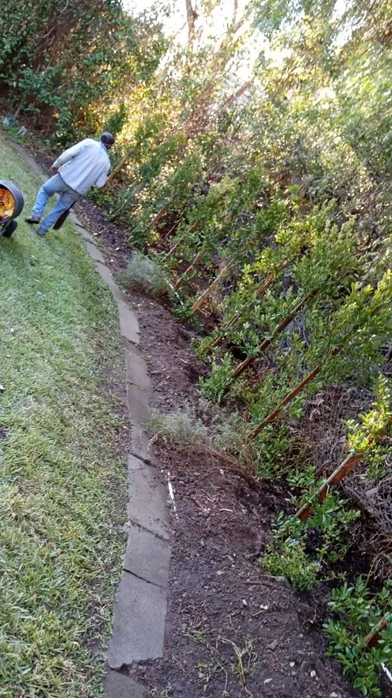 Local lawn mowing service experts serving Orange, CA - Eden Gardening