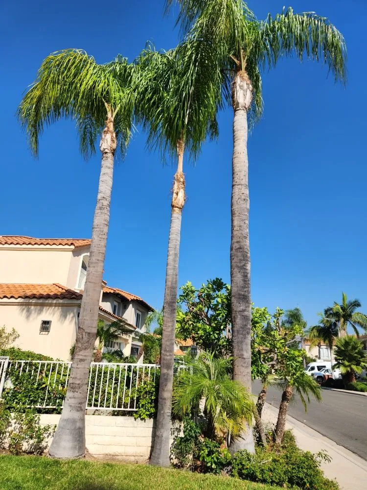 Expert lawn mowing service in Orange, CA by Eden Gardening