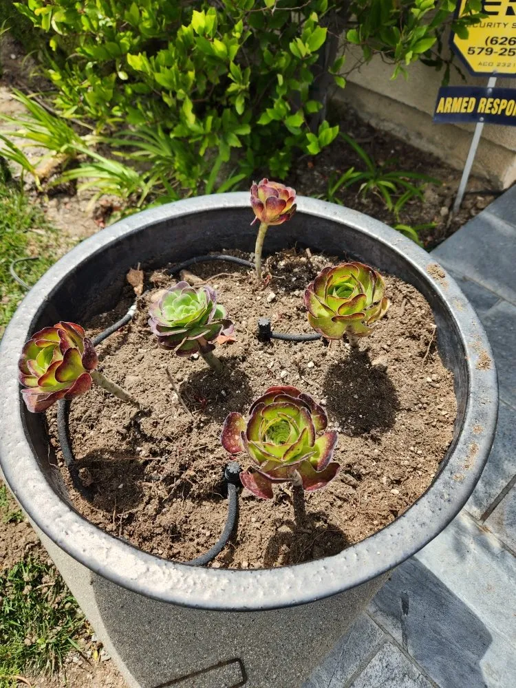 Custom lawn mowing service for homes across Orange, CA - Eden Gardening