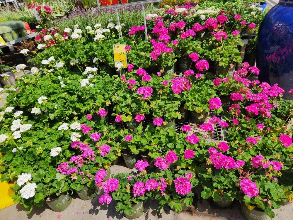 Expert residential landscaping near you in Orange, CA by Eden Gardening