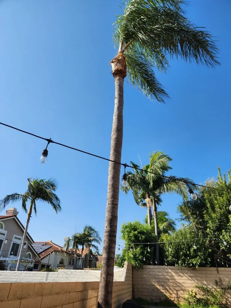 Local landscape installation in Orange, CA by Eden Gardening