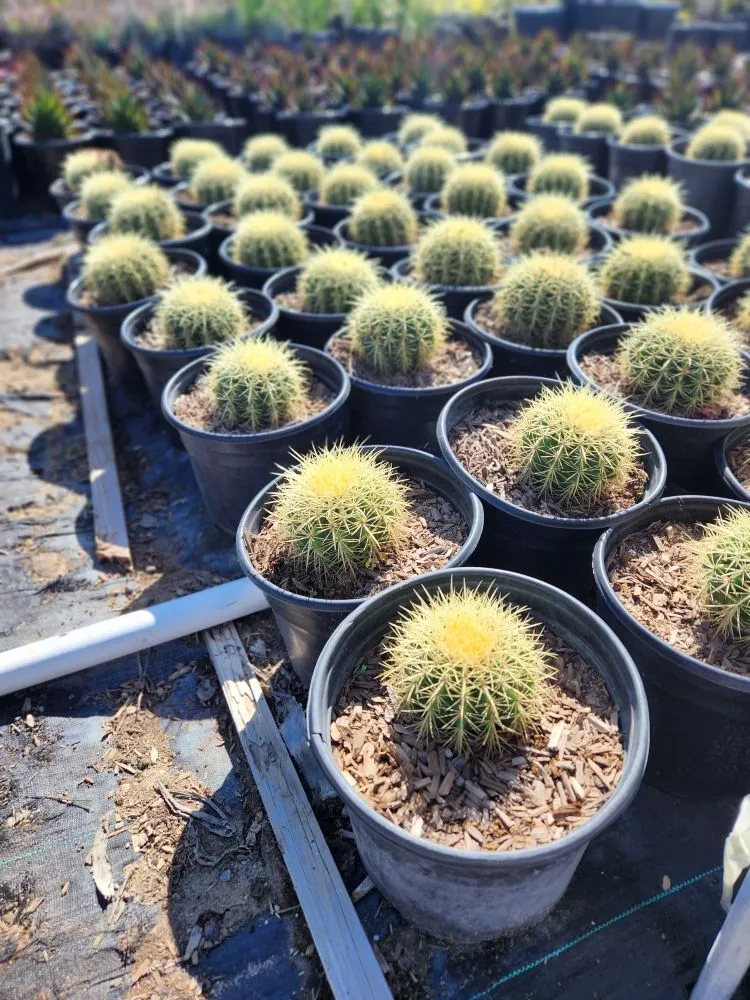 Expert residential landscaping in Orange, CA by Eden Gardening