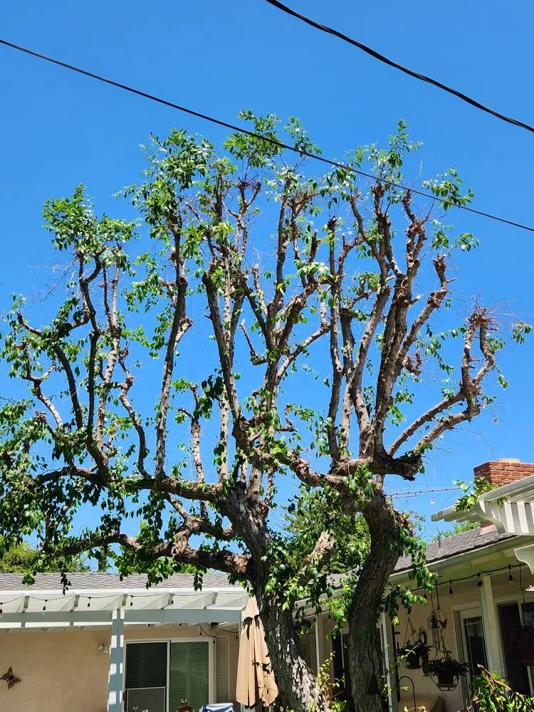 Professional lawn mowing service in Orange, CA by Eden Gardening