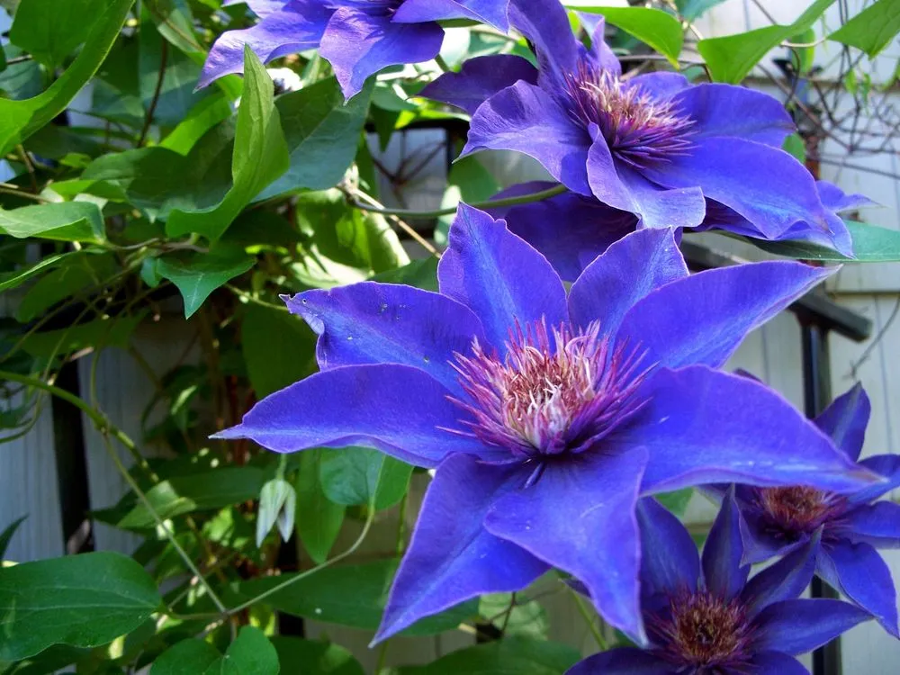 Trusted garden landscaping in Hockessin, DE - Eden Land Care