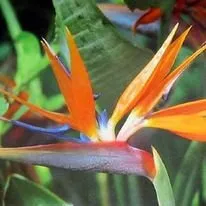 Local landscape design for homes in Caldwell, ID by Eden Landscape Construction