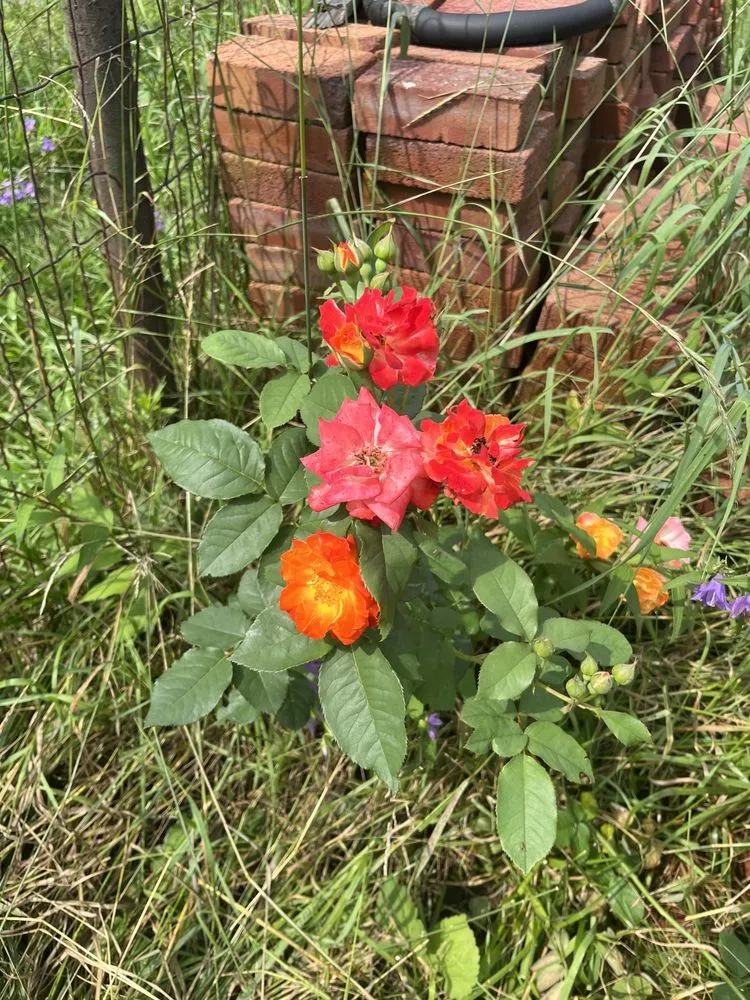 Reliable lawn care service near you in Manchester, NH by Eden Landscape