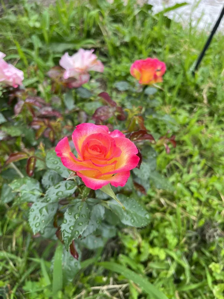 Local yard cleanup service in Manchester, NH - Eden Landscape