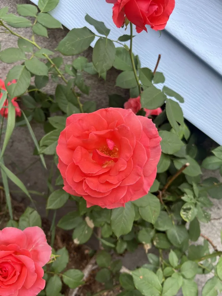 Trusted landscaping services experts serving Manchester, NH - Eden Landscape