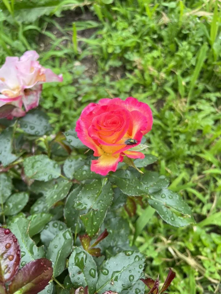 Affordable residential landscaping in Manchester, NH - Eden Landscape