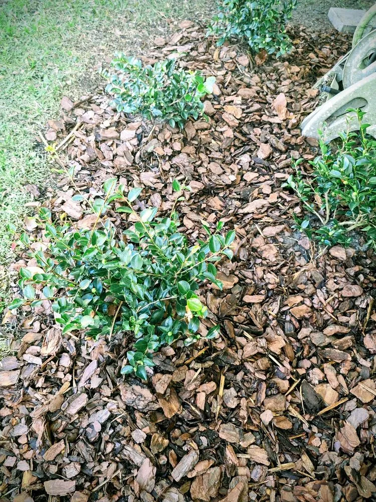 Custom lawn mowing service with custom design in Jacksonville, FL by Eden Landscaping