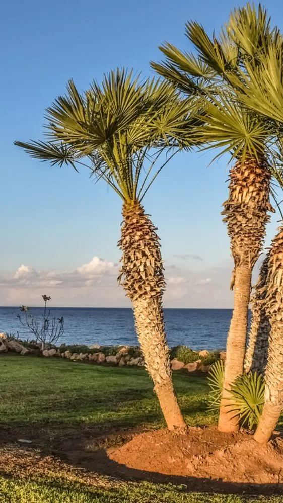 Professional outdoor landscaping for homes in Jacksonville, FL by Eden Landscaping