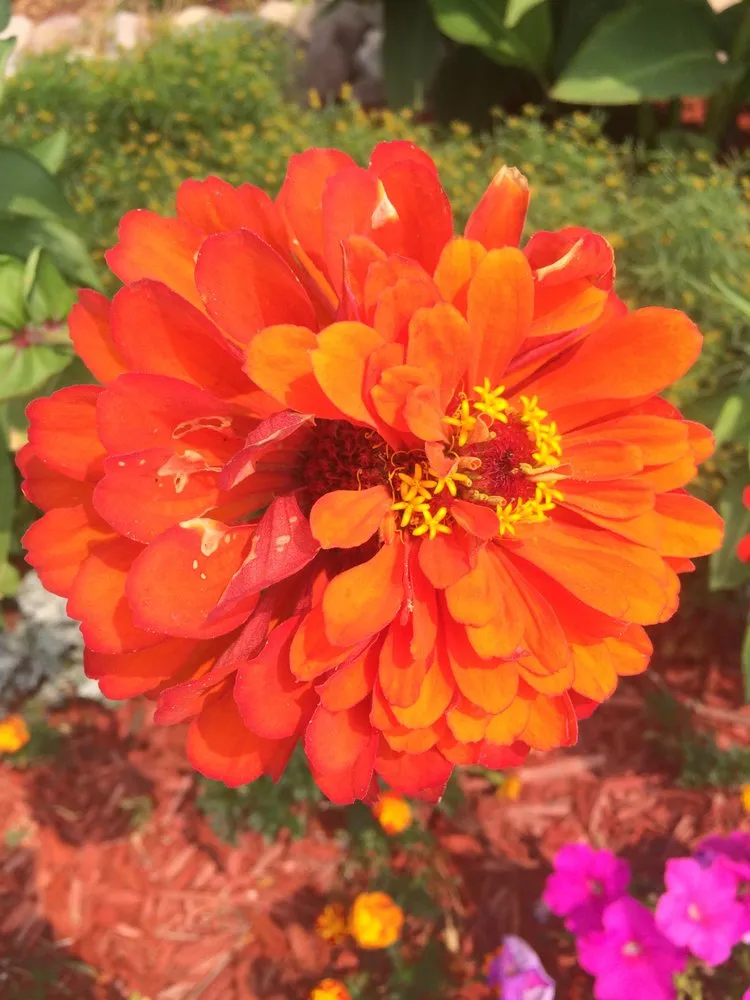 Reliable lawn care service in Bel Aire, KS - Eden Lawn and Tree