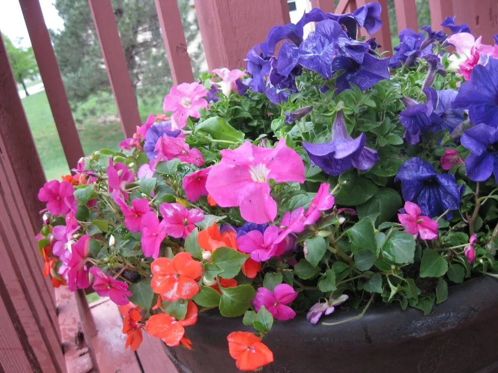 Top-rated yard cleanup service in Bel Aire, KS by Eden Lawn and Tree