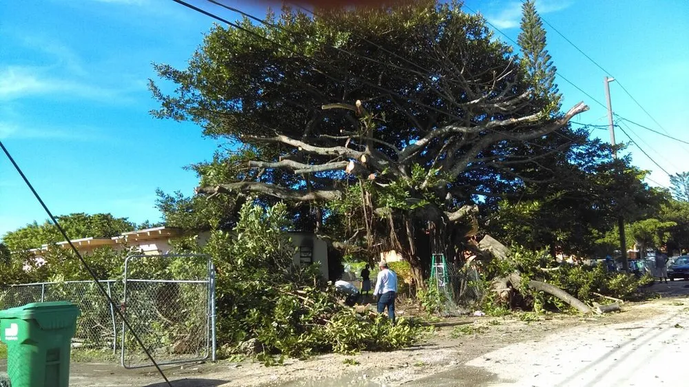 Reliable residential landscaping for year-round maintenance in Fort Lauderdale, FL by Eden Lawn Service & Landscaping