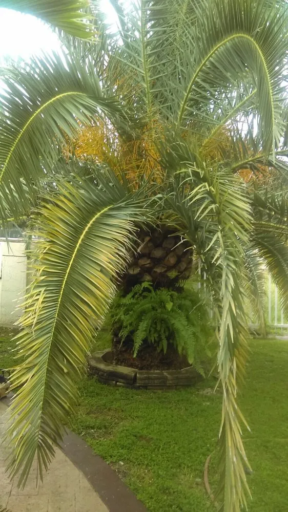 Expert lawn care service in Fort Lauderdale, FL - Eden Lawn Service & Landscaping